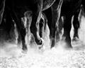 Picture of Stampede _GroupedProduct_Rectangle_Landscape_Photography _GroupedProduct_Rectangle_Landscape_Unframed_Print_Only_