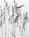Picture of Wheat in the Wind  _GroupedProduct_Rectangle_Portrait_Photography _GroupedProduct_Rectangle_Portrait_Unframed_Print_Only_