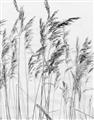 Picture of Wheat in the Wind  _GroupedProduct_Rectangle_Portrait_Photography _GroupedProduct_Rectangle_Portrait_Unframed_Print_Only_