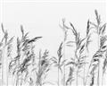 Picture of Wheat in the Wind II _GroupedProduct_Rectangle_Landscape_Photography _GroupedProduct_Rectangle_Landscape_Unframed_Print_Only_