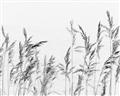 Picture of Wheat in the Wind II _GroupedProduct_Rectangle_Landscape_Photography _GroupedProduct_Rectangle_Landscape_Unframed_Print_Only_