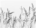 Picture of Wheat in the Wind II _GroupedProduct_Rectangle_Landscape_Photography _GroupedProduct_Rectangle_Landscape_Unframed_Print_Only_