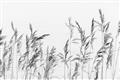 Picture of Wheat in the Wind II _GroupedProduct_Rectangle_Landscape_Photography _GroupedProduct_Rectangle_Landscape_Unframed_Print_Only_