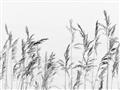 Picture of Wheat in the Wind II _GroupedProduct_Rectangle_Landscape_Photography _GroupedProduct_Rectangle_Landscape_Unframed_Print_Only_