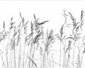 Picture of Wheat in the Wind IV _GroupedProduct_Rectangle_Landscape_Photography _GroupedProduct_Rectangle_Landscape_Unframed_Print_Only_