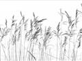 Picture of Wheat in the Wind IV _GroupedProduct_Rectangle_Landscape_Photography _GroupedProduct_Rectangle_Landscape_Unframed_Print_Only_