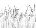 Picture of Wheat in the Wind IV _GroupedProduct_Rectangle_Landscape_Photography _GroupedProduct_Rectangle_Landscape_Unframed_Print_Only_