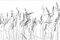 Picture of Wheat in the Wind IV _GroupedProduct_Rectangle_Landscape_Photography _GroupedProduct_Rectangle_Landscape_Unframed_Print_Only_