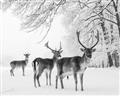 Picture of Winter Deers _GroupedProduct_Rectangle_Landscape_Photography _GroupedProduct_Rectangle_Landscape_Unframed_Print_Only_