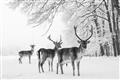 Picture of Winter Deers _GroupedProduct_Rectangle_Landscape_Photography _GroupedProduct_Rectangle_Landscape_Unframed_Print_Only_