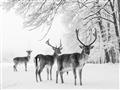 Picture of Winter Deers _GroupedProduct_Rectangle_Landscape_Photography _GroupedProduct_Rectangle_Landscape_Unframed_Print_Only_