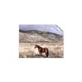Picture of Lone Horse  _GroupedProduct_Rectangle_Landscape_Photography _GroupedProduct_Rectangle_Landscape_Unframed_Print_Only_