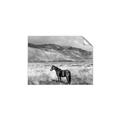 Picture of Lone Horse  _GroupedProduct_Rectangle_Landscape_Photography _GroupedProduct_Rectangle_Landscape_Unframed_Print_Only_
