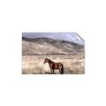Picture of Lone Horse  _GroupedProduct_Rectangle_Landscape_Photography _GroupedProduct_Rectangle_Landscape_Unframed_Print_Only_