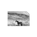 Picture of Lone Horse  _GroupedProduct_Rectangle_Landscape_Photography _GroupedProduct_Rectangle_Landscape_Unframed_Print_Only_