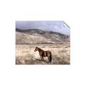 Picture of Lone Horse  _GroupedProduct_Rectangle_Landscape_Photography _GroupedProduct_Rectangle_Landscape_Unframed_Print_Only_