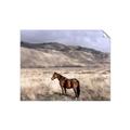 Picture of Lone Horse  _GroupedProduct_Rectangle_Landscape_Photography _GroupedProduct_Rectangle_Landscape_Unframed_Print_Only_