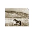 Picture of Lone Horse  _GroupedProduct_Rectangle_Landscape_Photography _GroupedProduct_Rectangle_Landscape_Unframed_Print_Only_
