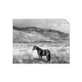 Picture of Lone Horse  _GroupedProduct_Rectangle_Landscape_Photography _GroupedProduct_Rectangle_Landscape_Unframed_Print_Only_