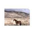 Picture of Lone Horse  _GroupedProduct_Rectangle_Landscape_Photography _GroupedProduct_Rectangle_Landscape_Unframed_Print_Only_