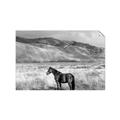 Picture of Lone Horse  _GroupedProduct_Rectangle_Landscape_Photography _GroupedProduct_Rectangle_Landscape_Unframed_Print_Only_