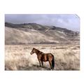 Picture of Lone Horse  _GroupedProduct_Rectangle_Landscape_Photography _GroupedProduct_Rectangle_Landscape_Unframed_Print_Only_