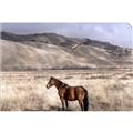 Picture of Lone Horse  _GroupedProduct_Rectangle_Landscape_Photography _GroupedProduct_Rectangle_Landscape_Unframed_Print_Only_