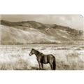 Picture of Lone Horse  _GroupedProduct_Rectangle_Landscape_Photography _GroupedProduct_Rectangle_Landscape_Unframed_Print_Only_