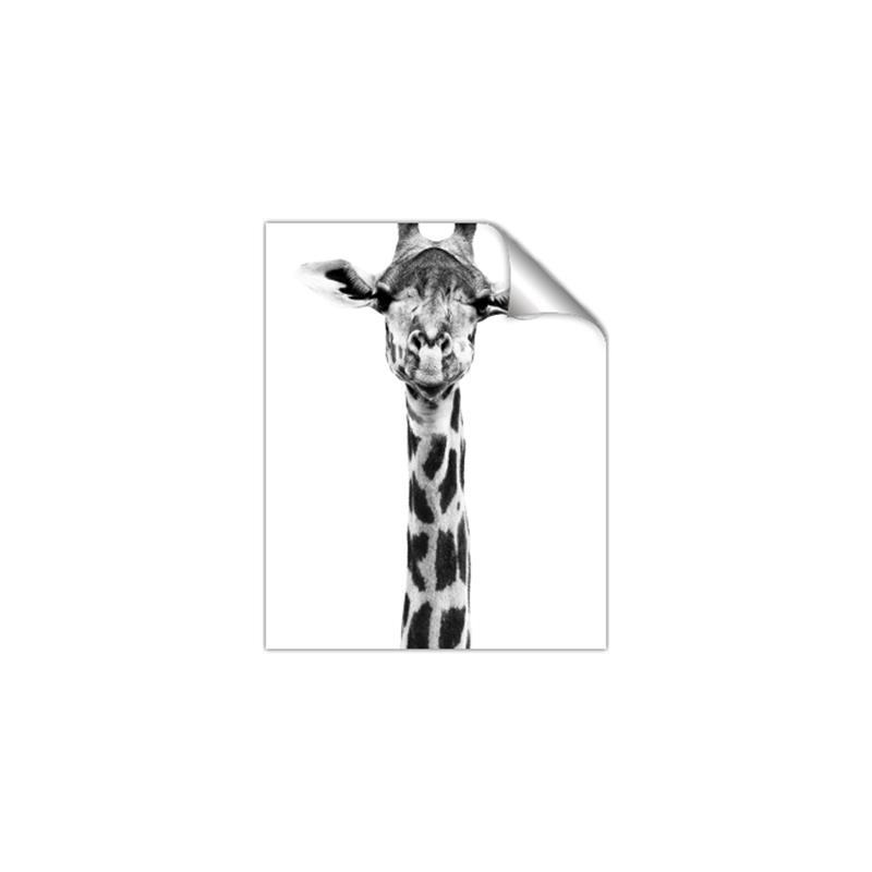 Picture of Long Neck II _GroupedProduct_Rectangle_Portrait_Photography _GroupedProduct_Rectangle_Portrait_Unframed_Print_Only_