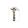 Picture of Long Neck II _GroupedProduct_Rectangle_Portrait_Photography _GroupedProduct_Rectangle_Portrait_Unframed_Print_Only_