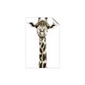 Picture of Long Neck II _GroupedProduct_Rectangle_Portrait_Photography _GroupedProduct_Rectangle_Portrait_Unframed_Print_Only_