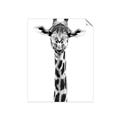 Picture of Long Neck II _GroupedProduct_Rectangle_Portrait_Photography _GroupedProduct_Rectangle_Portrait_Unframed_Print_Only_