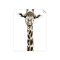 Picture of Long Neck II _GroupedProduct_Rectangle_Portrait_Photography _GroupedProduct_Rectangle_Portrait_Unframed_Print_Only_