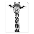 Picture of Long Neck II _GroupedProduct_Rectangle_Portrait_Photography _GroupedProduct_Rectangle_Portrait_Unframed_Print_Only_