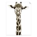 Picture of Long Neck II _GroupedProduct_Rectangle_Portrait_Photography _GroupedProduct_Rectangle_Portrait_Unframed_Print_Only_