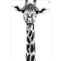 Picture of Long Neck II _GroupedProduct_Rectangle_Portrait_Photography _GroupedProduct_Rectangle_Portrait_Unframed_Print_Only_
