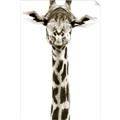 Picture of Long Neck II _GroupedProduct_Rectangle_Portrait_Photography _GroupedProduct_Rectangle_Portrait_Unframed_Print_Only_