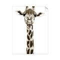 Picture of Long Neck II _GroupedProduct_Rectangle_Portrait_Photography _GroupedProduct_Rectangle_Portrait_Unframed_Print_Only_