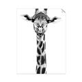 Picture of Long Neck II _GroupedProduct_Rectangle_Portrait_Photography _GroupedProduct_Rectangle_Portrait_Unframed_Print_Only_