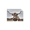 Picture of Longhorn Bull _GroupedProduct_Rectangle_Landscape_Photography _GroupedProduct_Rectangle_Landscape_Unframed_Print_Only_