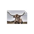 Picture of Longhorn Bull _GroupedProduct_Rectangle_Landscape_Photography _GroupedProduct_Rectangle_Landscape_Unframed_Print_Only_