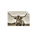 Picture of Longhorn Bull _GroupedProduct_Rectangle_Landscape_Photography _GroupedProduct_Rectangle_Landscape_Unframed_Print_Only_