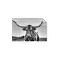 Picture of Longhorn Bull _GroupedProduct_Rectangle_Landscape_Photography _GroupedProduct_Rectangle_Landscape_Unframed_Print_Only_