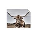 Picture of Longhorn Bull _GroupedProduct_Rectangle_Landscape_Photography _GroupedProduct_Rectangle_Landscape_Unframed_Print_Only_