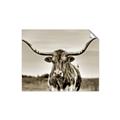 Picture of Longhorn Bull _GroupedProduct_Rectangle_Landscape_Photography _GroupedProduct_Rectangle_Landscape_Unframed_Print_Only_