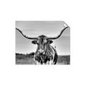 Picture of Longhorn Bull _GroupedProduct_Rectangle_Landscape_Photography _GroupedProduct_Rectangle_Landscape_Unframed_Print_Only_