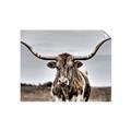 Picture of Longhorn Bull _GroupedProduct_Rectangle_Landscape_Photography _GroupedProduct_Rectangle_Landscape_Unframed_Print_Only_