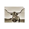 Picture of Longhorn Bull _GroupedProduct_Rectangle_Landscape_Photography _GroupedProduct_Rectangle_Landscape_Unframed_Print_Only_