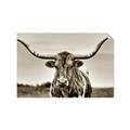 Picture of Longhorn Bull _GroupedProduct_Rectangle_Landscape_Photography _GroupedProduct_Rectangle_Landscape_Unframed_Print_Only_