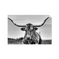Picture of Longhorn Bull _GroupedProduct_Rectangle_Landscape_Photography _GroupedProduct_Rectangle_Landscape_Unframed_Print_Only_